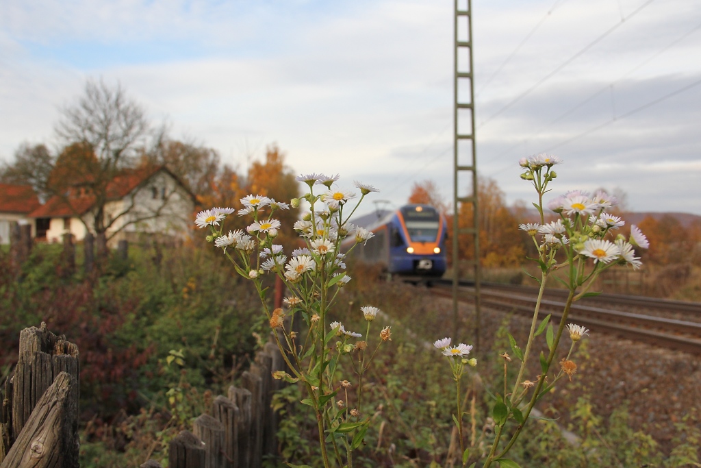 Auch im November blht noch was. Das unscharfe blaue im Hintergrund, ist ein Cantus-Flirt, der gleich von der Hauptstrecke in Richtung Eschwege Standbahnhof abknickt. Aufgenommen am 03.11.2011 kurz vor Eschwege West.