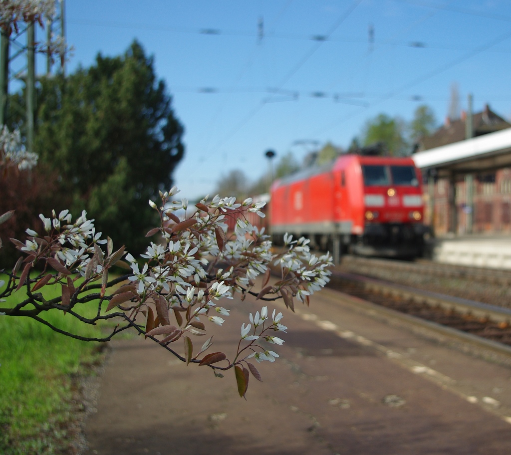 Der Frhling kann sooo schn sein. Aufgenommen am 15.04.2011 in Eichenberg.