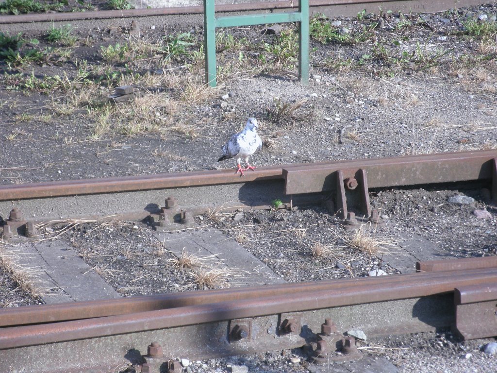 Einsame Taube,am 09.Juli 2011,auf dem Bahnhof in Bergen/Rgen.