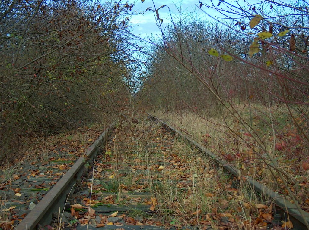 Zugewachsenes Gleis der ehem. Finnebahn (Laucha - Klleda) bei Golzen, Blick Richtung Laucha; 15.11.2009