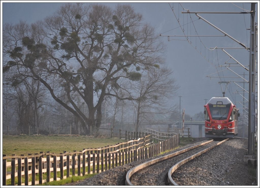 Zwischen Igis und Zizers passiert dieser Allegra im letzten Sonnenlicht diesen mit Misteln  verzierten  Baum. (18.03.2011)