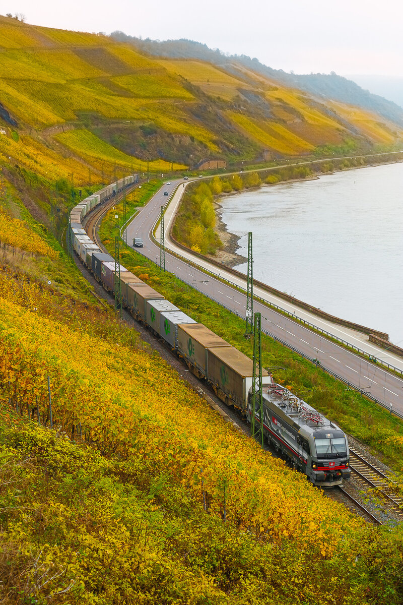 193 542 SBB im gelb bunten Rheintal von einen Spaziergänger Weg aus gespechtet am 4.11.24.