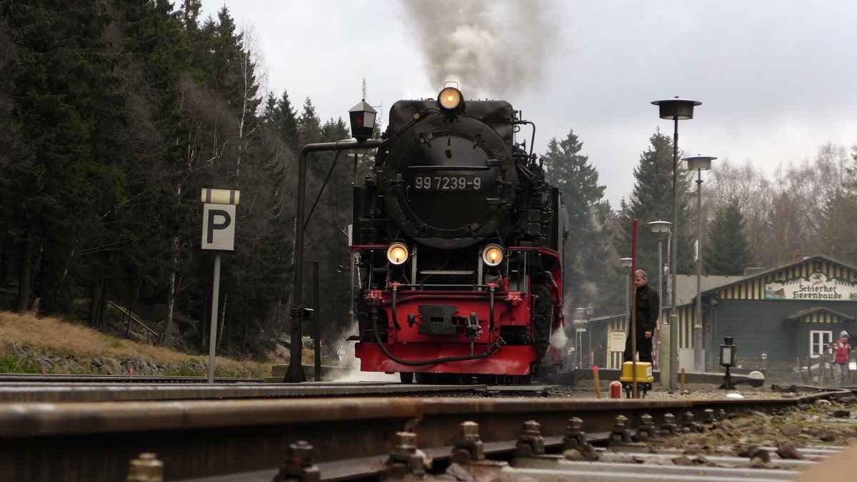 99 7239-9 tankt noch einmal ordentlich Wasser, bevor es mit dem P 8925 (Wernigerode - Brocken) den letzten Anstieg zu überwinden gilt. (Fotostandpunkt: Neben einem Abstellgleis, das im Winter nicht benutzt wird)
Schierke, 23. Dezember 2015 