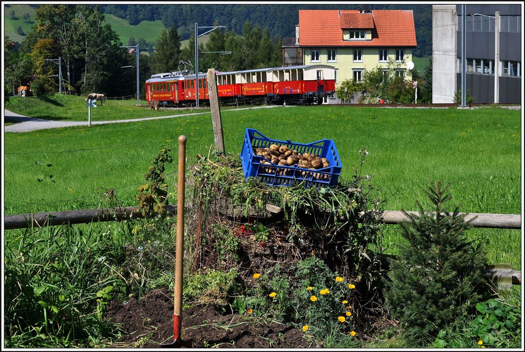 Auch das Kartoffelernten wird kurzzeitig unterbrochen, wenn der nächste Zug aus Rorschach auf der Bildfläche erscheint. (08.09.2014)