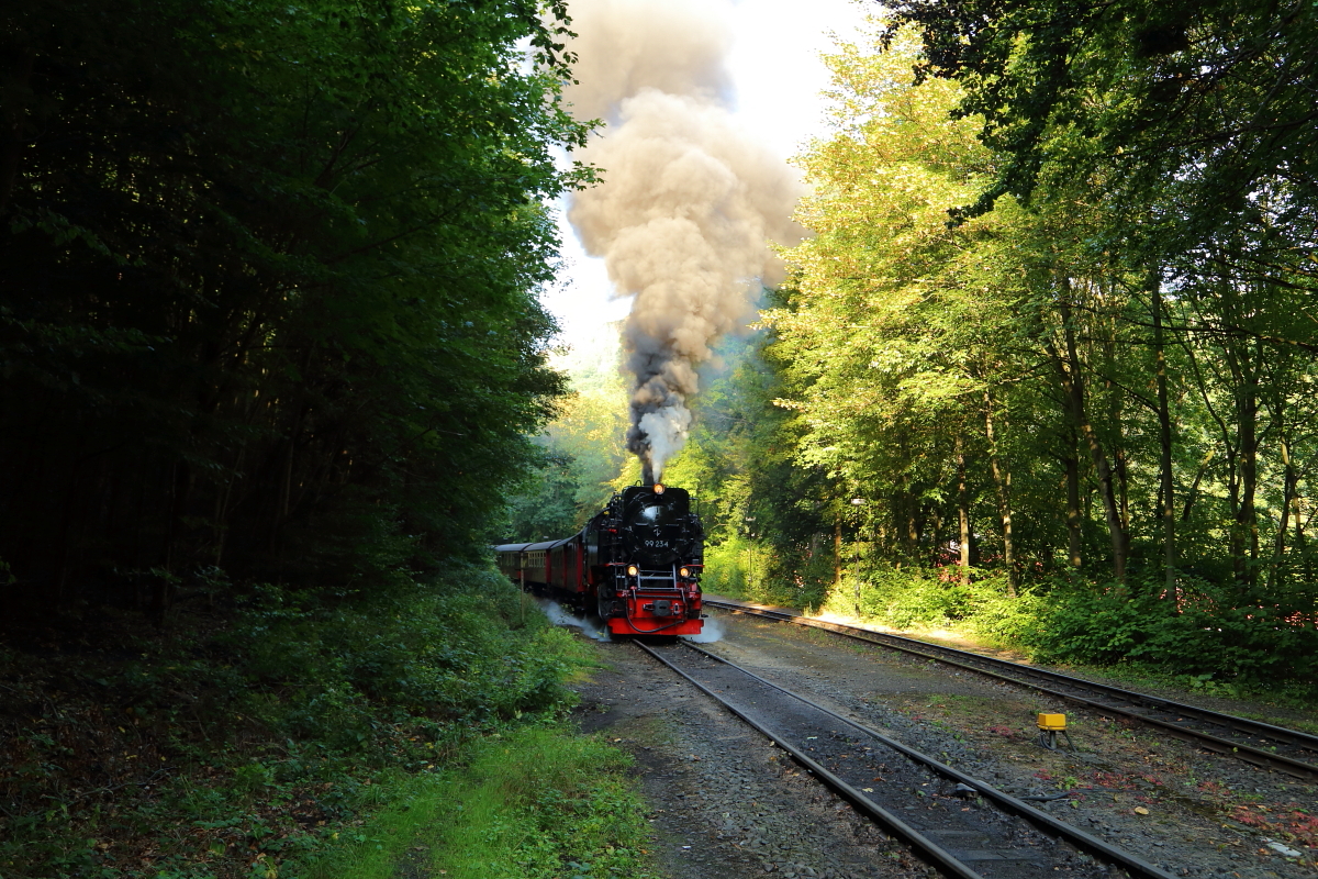 Ausfahrt von 99 234 mit P8931 (Wernigerode-Brocken) am 31.08.2019 aus dem Haltepunkt  Steinerne Renne . (Bild 2)