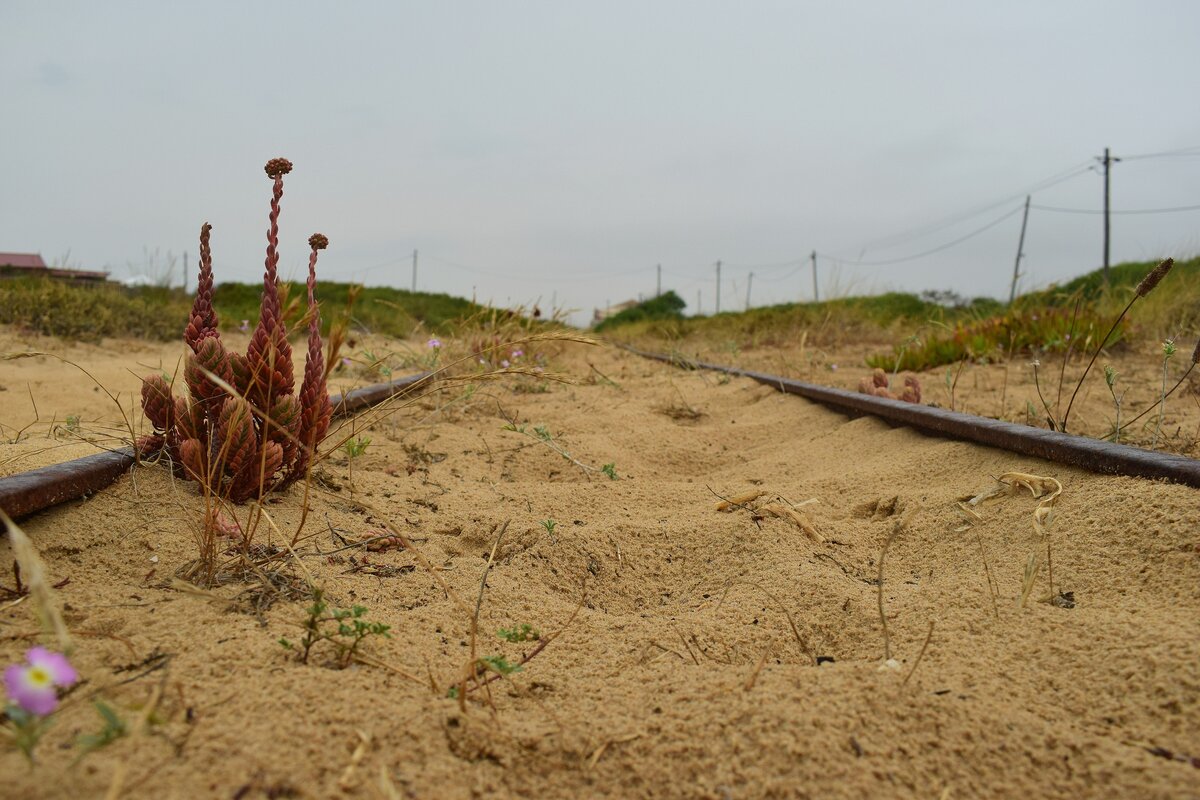 Blick auf die Strecke des Minicomboio da Caparica zwischen den Haltestellen Rainha und Praia da Rivieria. Die Bahnstrecke wurde zwischen 1960 und 1962 als touristische Attraktion erbaut. 2008 wurde das erste mal über eine Stilllegung diskutiert die jedoch abgewendet werden konnte. Zu Beginn von Corona wurde der Betrieb eingestellt und bis heute nicht wieder aufgenommen. Es gibt jedoch gute Hoffnung das bald wieder Bahnen am Strand entlang fahren, denn die Strecke samt Fuhrpark wurde an jemanden verkauft der den Betrieb wieder herstellen möchte. 

Costa da Caparica 28.06.2024