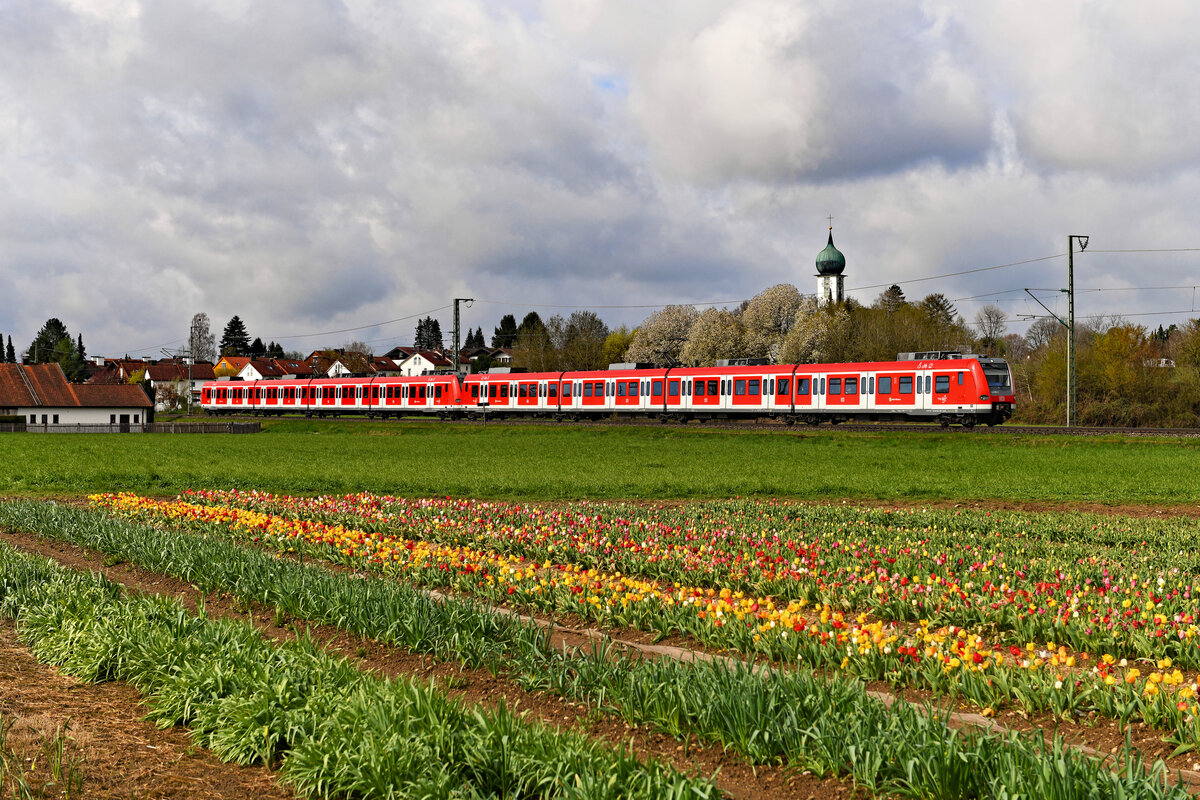 Der April macht was er will. Sehr wechselhaft zeigte sich das Wetter im Frühjahr 2023. Schönwetterperioden fanden praktisch nicht statt. So war ich am 26. April 2023 über ein paar Sonnenstrahlen froh, die bei Baierbrunn ein Bild eines ein Tulpenfeld passierenden Vollzuges der S7 ermöglichten. So konnte ich zumindest etwas frühlingshafte Vegetation im Bahnkontext dokumentieren. 