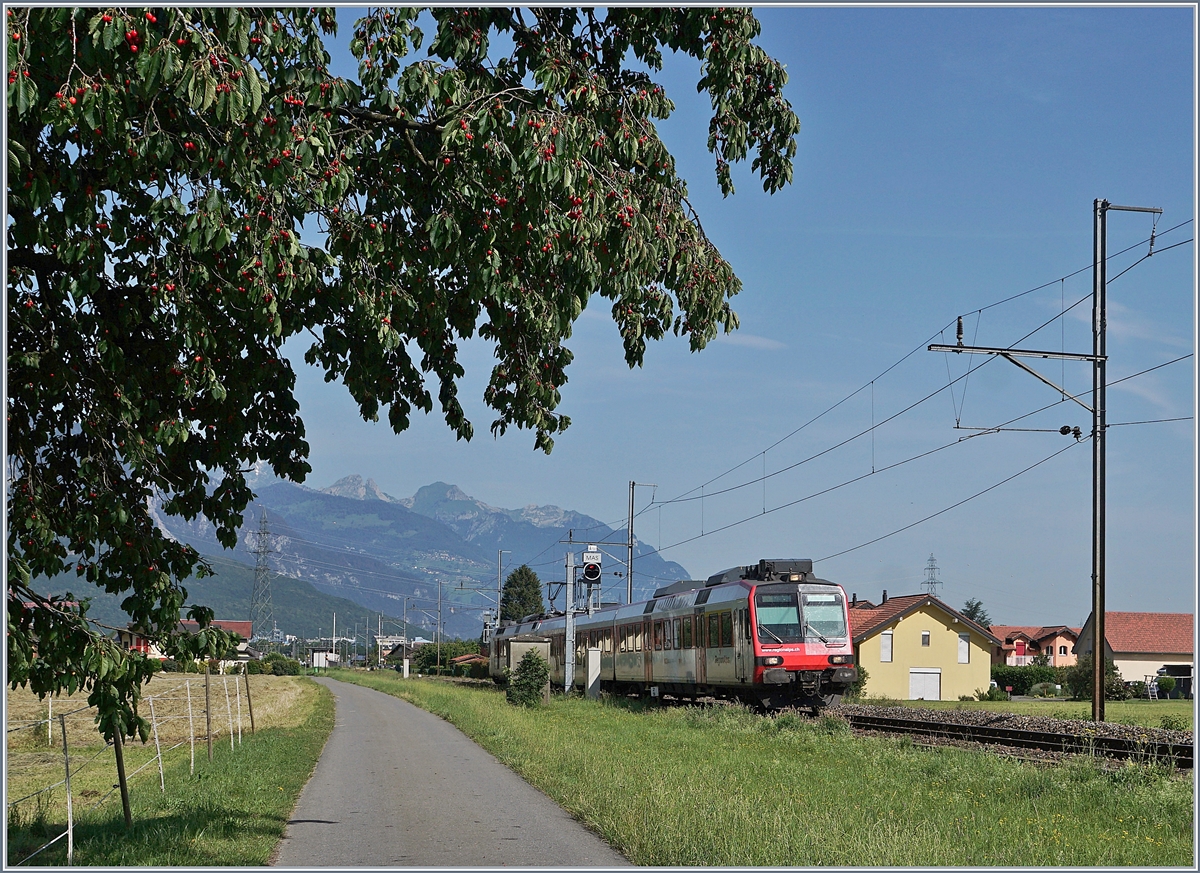 Die vielen süssen Kirschen lenken vom Regionalzug 6211 ab, welcher gerade Massongex Richtung Brig verlassen hat.

25. Juni 2019