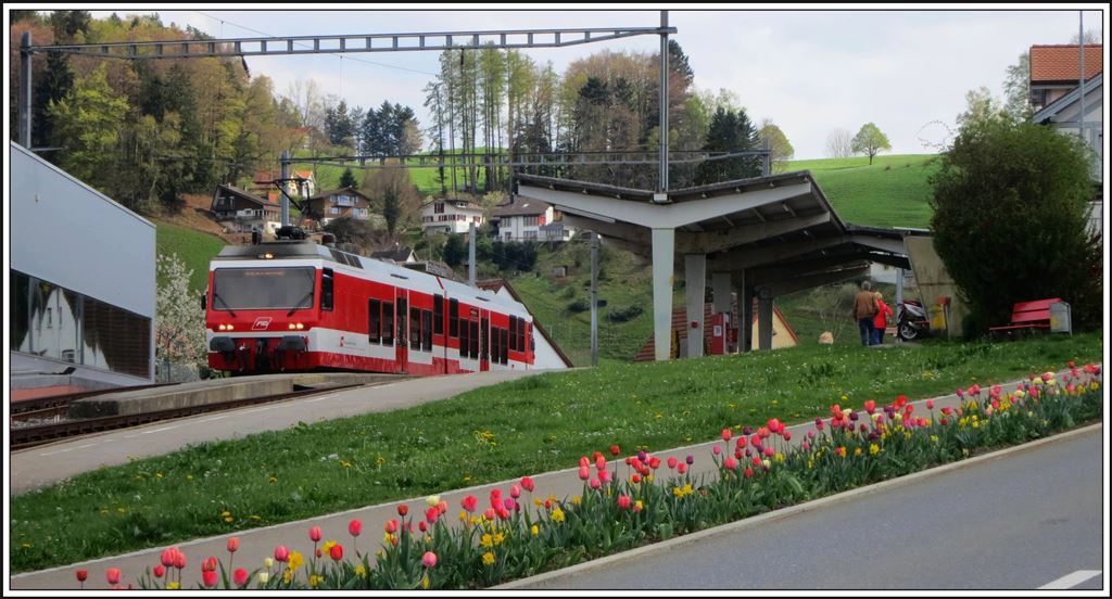 Ein Bild für Jeanny. Es gibt nicht nur Tulpen in Amsterdam, sondern auch im 800m über Meer liegenden Heiden. BDeh 3/6 25 übernimmt nach dem Unterhalt wieder die Nachmittagszüge. (14.04.2014)