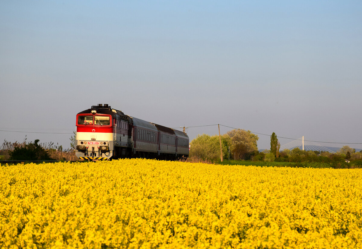 Eine richtiges Frühlingsbild mit Rapsblüten: Die 754 053 (Okuliarnik - Taucherbrille) mit dem Personenzug 4362 von Komárno nach Dunajská Streda kurz nach Nová Stráž. Kann man auch die neue Donaubrücke (es heißt Monostori Brücke) zu sehen. 03.05.2021.
