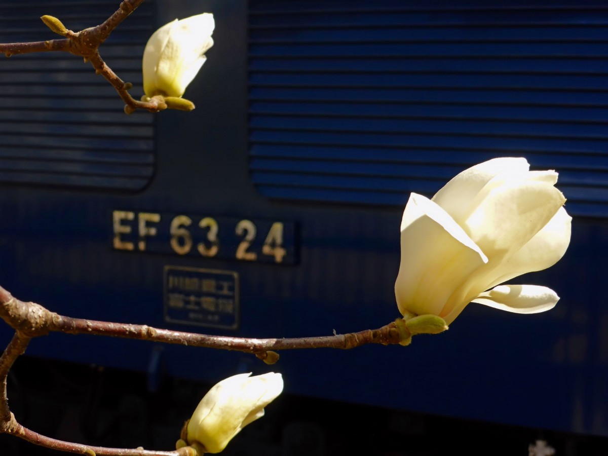 Frühling in Japan. 5.April 2014. 