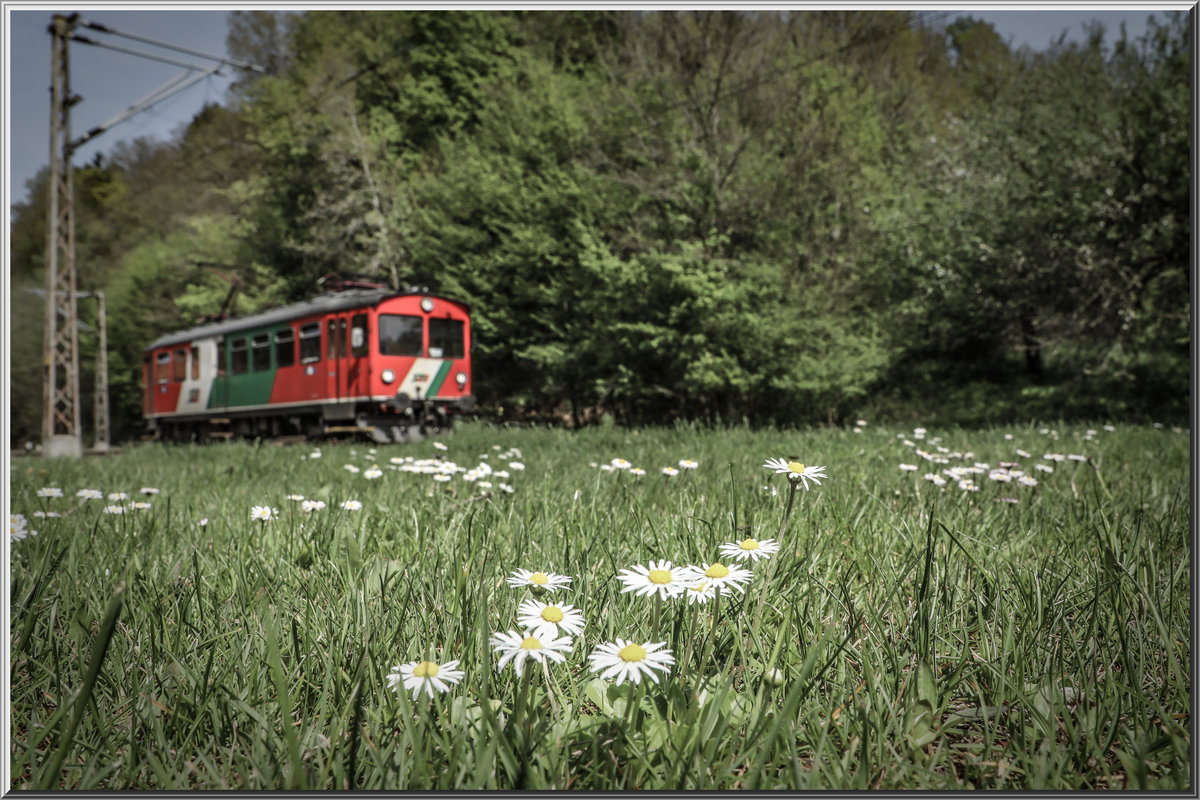 GÄNSEBLÜMCHEN,... 

Maierdorf am 22.04.2019