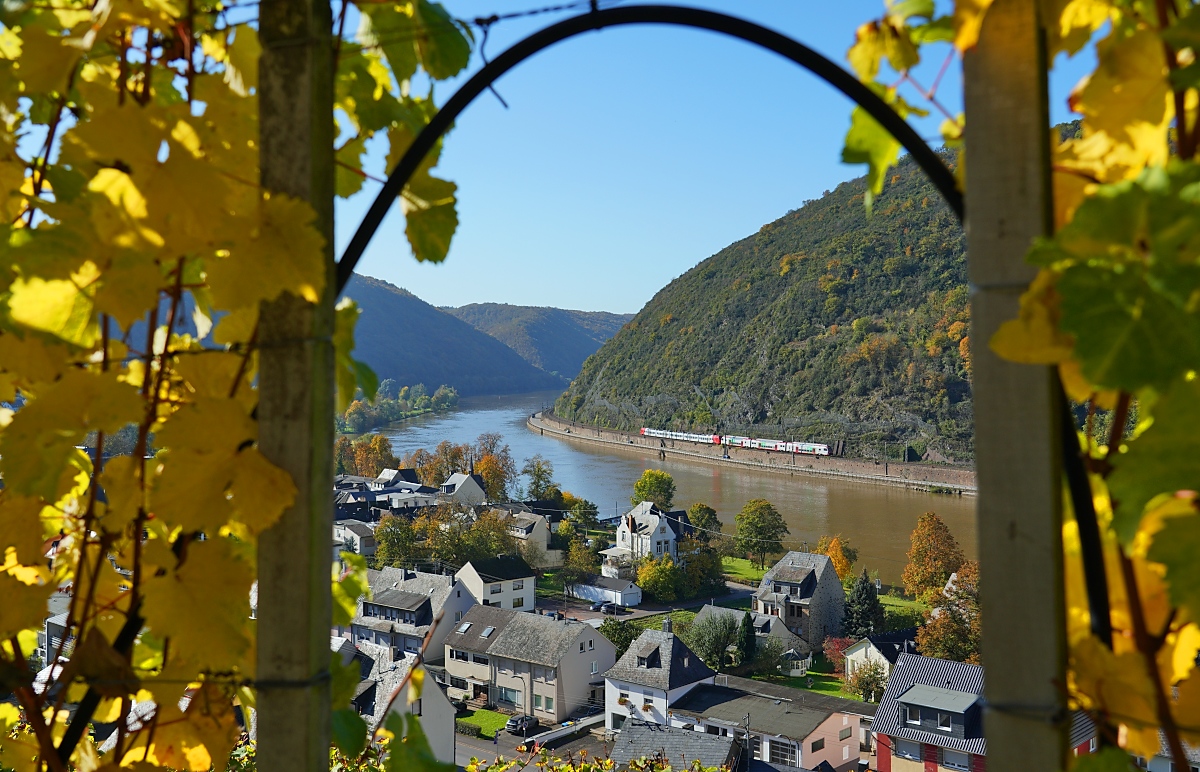 In den Weinbergen bei Treis: Am 23.10.2024 fahren ein 2300 der CFL und ein 429 der DB als RE 11/RE 1 von Luxemburg bzw. Mannheim am linken Moselufer in Richtung Koblenz