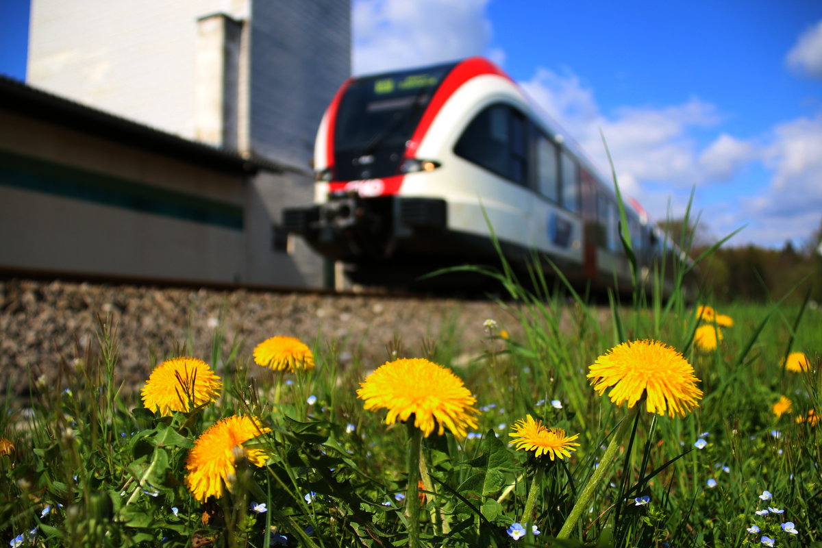 Leider nicht mehr in der Salatschüssel landet der  Röhrlsalat  . Dafür aber vor meiner Linse. R8533 am heutigen 10.04.2016 bei Schwanberg.