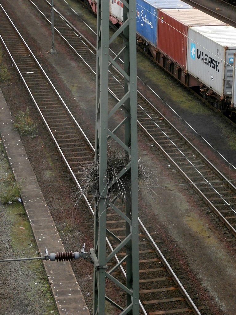 Sehr beliebt bei Vögel sind die dicken Masten. In solchen Masten sind oft Vogelnester zu finden.

Gesehen am 20.10.2014 in Neuss