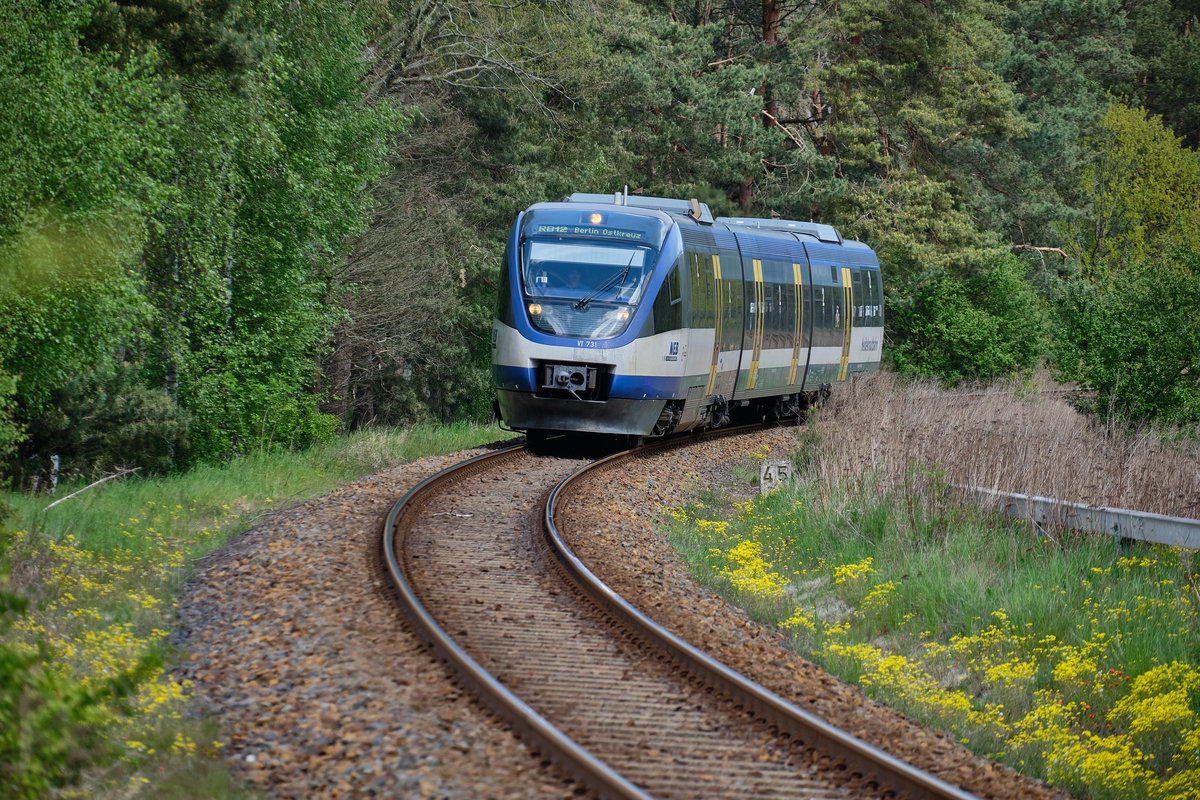 VT 731 der Heidekrautbahn zwischen Bergsdorf und Löwenberg