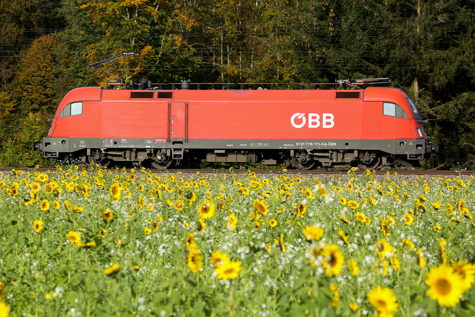  1116 173 am 16.10.2024 als Lz bei Eglharting mit den schönen Sonnenblumen im Vordergrund. 