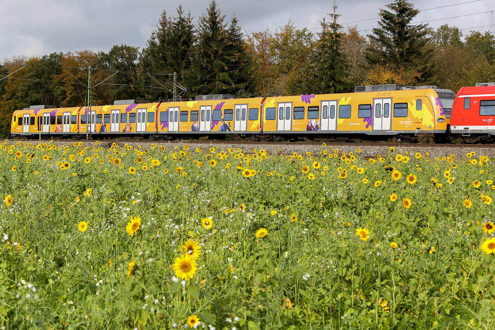 423 119 trägt seit einiger Zeit diese Sonderbemalung, und hier ist jetzt endlich mal ein Bild davon. Die S-Bahn und hübsche Herbstfarben gabs am 19 Oktober 24 bei Eglharting.