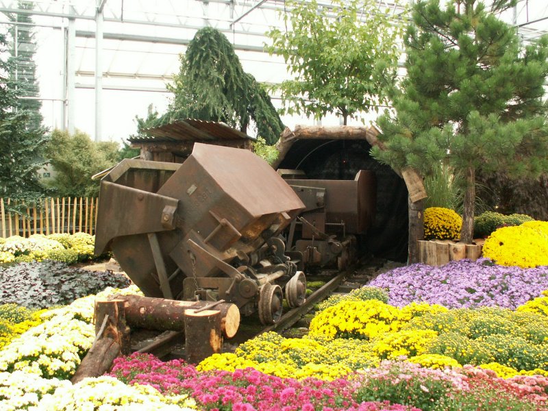 30 Jahre SchBB,Schinznacher Baumschulenbahn).Schne Prsentation der Blumen mit zwei alten Kasten-Kipploren in einem der grossen Gewchshuser.28.09.08