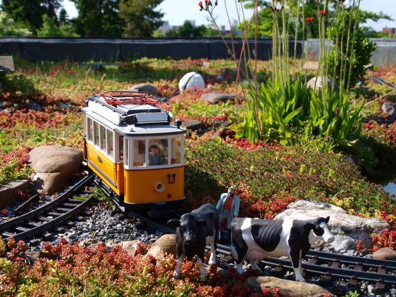 Hier mu erst mal das Vieh von der Strecke getrieben werden bevor es fr die Strassenbahn weiter geht.