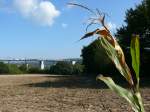 Hinter dem schon abgeernteten Maisfeld berquert ein langer Gterzug den Viadukt von Moresnet in Richtung Montzen.