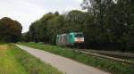 Ein Nachschuss von der Cobra 2814 fährt als Lokzug aus Aachen-West nach Belgien und färt die Gemmenicher-Rampe hoch.
Aufgenommen an der Montzenroute am Gemmenicher-Weg bei Sonne und Wolken am Mittag vom 29.9.2014.