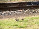 was macht der Osterhase den Rest des Jahres nach Ostern? Richtig! Neue Verstecke für nächstes Ostern suchen.