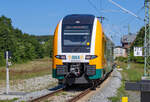 ODEG Triebwagen 3462 522 nach Rostock Hbf vor dem neuen Bahnübergang in Sassnitz. - 06.08.2024 - Aufnahme an der Fußgänger-Schranke, die versetzt zur Strassen-Schranke steht.
