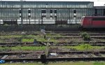 Wanne-Eickeler Impressionen III: berblick (Grenze der befahrenen zu den nicht mehr zu befahrenden Abstellgleisen von Wanne-Eickel Hbf. mit einem Ausschnitt der stillgelegten Gterabfertigungshalle im Hintergrund am 20.04.2011)