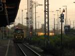 Morgenstimmung. MaK G 1206 (Lok 403 der Dortmunder Eisenbahn GmbH) mit Gterzug am frhen Morgen bei der Fahrt durch Gleis 8 Wanne-Eickel Hbf. (30.08.2011)