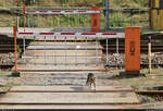 Im Bahnhof bzw. Haltepunkt Eilenburg Ost ist der Weg über die Gleise mit Schranken gesichert. Diese Katze spaziert jedoch gemütlich darunter hindurch und bewegt sich auf den Fotografen zu.

🚩 Bahnstrecke Halle–Cottbus (KBS 219)
🕓 28.8.2021 | 16:08 Uhr