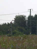 HP 1 zeigt das links stehende Signal vor Brieske. 17.07.2016  10:05 Uhr. (Teleaufnahme) Das davorliegende schön blühende Brachfeld gehört zum Gewerbegebiet
Senftenberg Energiepark.