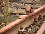 Ein vergessener Hemmschuh auf einer stark beanspruchten Schiene in den inzwischen zugewachsenen Gleisen am Aachener Westbahnhof.