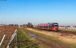 643 016	 Fritz Walter  als RB 81423 (Neustadt(W) Hbf - Landau Hbf) bei Edenkoben 14.1.25