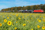 185 144 mit einem Autozug aus München kommend am 17.10.2024 bei Eglharting.