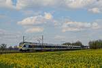 Zwei FLIRT der Eurobahn fahren bei Hamm-Selmig durch erste blühende Rapsfelder (14.04.2023)