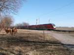 Sich nicht stren lieen sich diese beiden Pferde in Rambin,als RE 13028,von Binz nach Stralsund,am 08.Mrz 2011,vorbei fuhr.