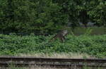 Ein alter Prellbock am 16.06.2023 in Jena-Göschwitz.