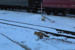 Tierische Begegnung im Brockenbahnhof (Bild 4):  Ach so, hätte ich fast vergessen! Als Brockenfuchs habe ich ja auch gewisse Pflichten bei den Fotografen! Dann werde ich mich mal in Position