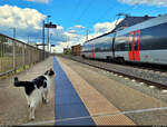 Tierischer Gast: Teutschenthal scheint inzwischen eine Bahnhofskatze zu haben. Die gesamte Zeit während meines Aufenthalts wich sie nicht von der Seite und blickte achtungsvoll zu den Zügen, so auch bei 9442 111 (Bombardier Talent 2), der auf Gleis 1 kurz zum Halten kommt.

🧰 S-Bahn Mitteldeutschland (Abellio Rail Mitteldeutschland GmbH)
🚝 S 74791 (S7) Lutherstadt Eisleben–Halle(Saale)Hbf
🕓 11.6.2024 | 19:07 Uhr