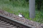 Anscheinend hat am 19.05.2014 nicht nur der Fotograf vergeblich auf den Kesselwagenzug gewartet. Die Katze hatte eine ganze weile den Fotografen bei seinem treiben beobachtet.