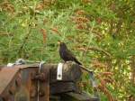 Auf einem alten Prellbock saß am Abend es 11.5.15 eine Amsel und trillerte ihr Lied am Bahnhof.