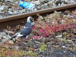 Bunte Taube im Bahnhof Crailsheim 30.05.2015