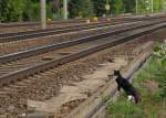 Am 05.09.2015 hielt neben mir auch die  Bahnhofskatze  in Erfurt Bischleben Ausschau nach den Sonderzüge zum Dampflokfest nach Meiningen.