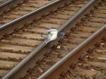 Buchstblich in letzter Sekunde hebt diese Taube vor einem herankommenden Thalys vom Gleis in Aachen Rothe Erde ab.