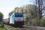 Die Cobra 2842 kommt mit einem Getreidezug aus Belgien fhrt nach Aachen-West auf der Montzenroute am Gemmenicher-Weg bei schnem Frhlingswetter.