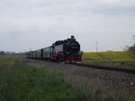 Vorbei am blühenden Rapsfeld ist die 99 1781 am 30.April 2016 auf dem Weg nach Putbus.