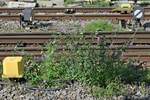 Sommerflieder am Gleis (||) - im Stadtbahnhof von Friedrichshafen am 09.09.2022.