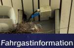 ber der Anzeige der Fahrgastinformation im Bahnhof Puttgarden hat diese Taube ihr Nest gebaut. Gesehen am 13.06.2013.