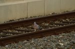 Geh leise nach Mönchengladbach! Lach....
Diese Taube ist in Korschenbroich auf dem Richtungsgleis nach
Mönchengladbach zufuß unterwegs am heutigen Abend.
23.3.2016